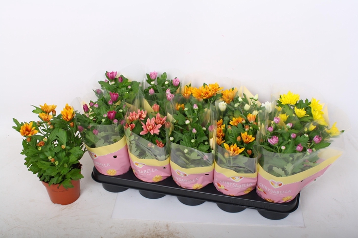 <h4>CHRYS GEM 6 KL</h4>