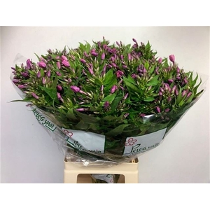 PHLOX P LOLLIPINK