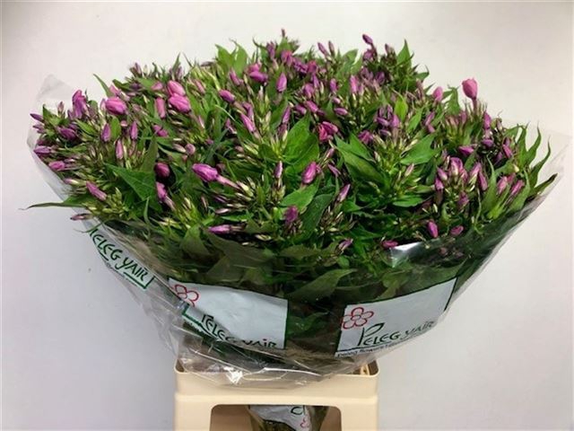 PHLOX P LOLLIPINK