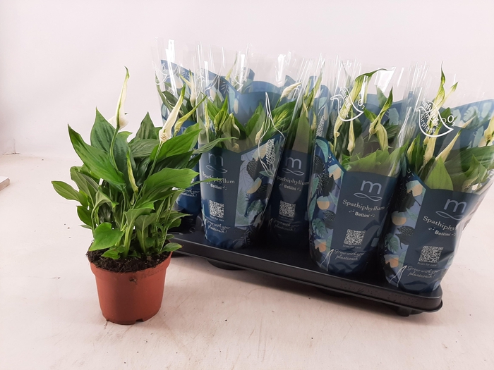 <h4>SPATH BELLINI</h4>