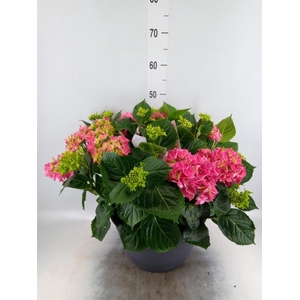 Hydrangea mac.
