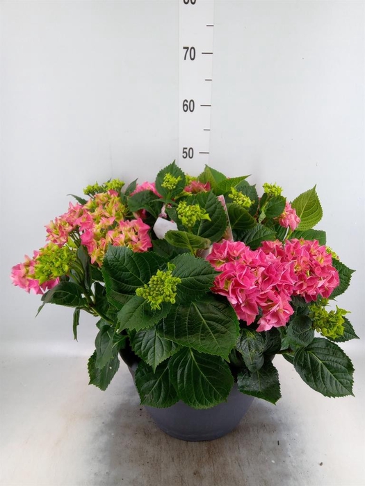 <h4>Hydrangea mac.</h4>