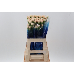 Di St Apple Tea hi 60cm