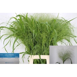 PANICUM VIRGATUM 'FOUNTAIN'