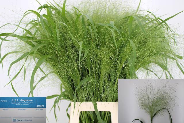 <h4>PANICUM VIRGATUM 'FOUNTAIN'</h4>