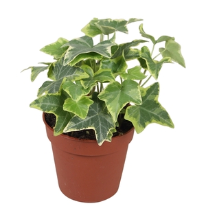 Hedera helix Gold Child