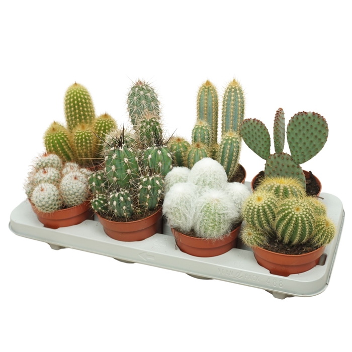 <h4>Cactus   ...mix</h4>