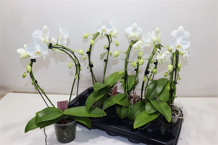 <h4>Phal Ov Wit</h4>