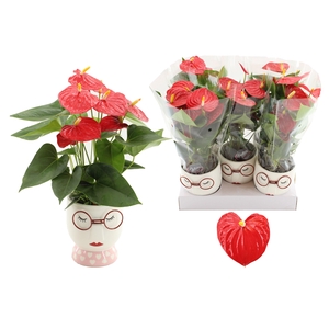 Anthurium Success Red in Steffie ceramics