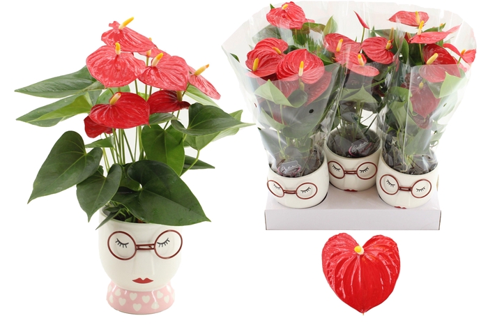 <h4>Anthurium Success Red in Steffie ceramics</h4>