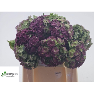 HYDR M BEAU LUXOR CL