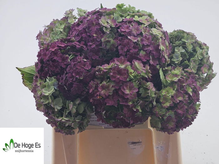 <h4>HYDR M BEAU LUXOR CL</h4>