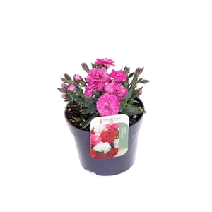 Dianthus code Pink