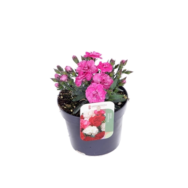 <h4>Dianthus code Pink</h4>