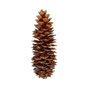 Pinecone Sugar Wax Slv L35