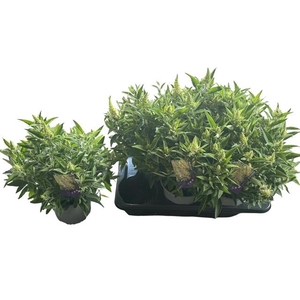 BUDD BFC LITTL WHITE