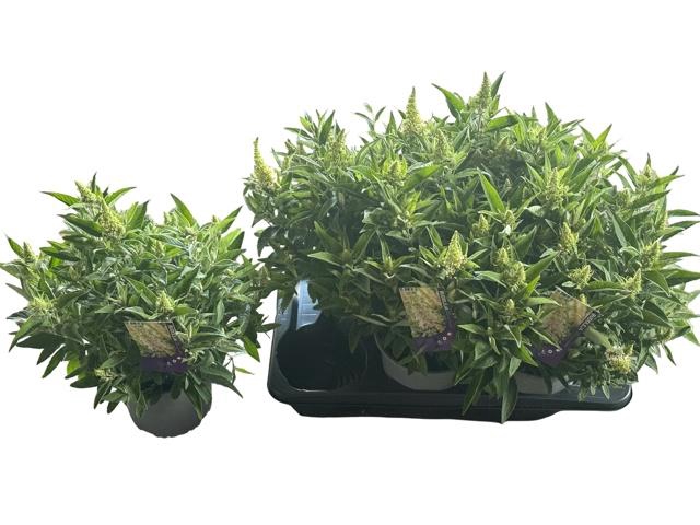 <h4>BUDD BFC LITTL WHITE</h4>