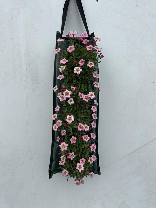 <h4>SAXIF ALP EARLY PICO</h4>