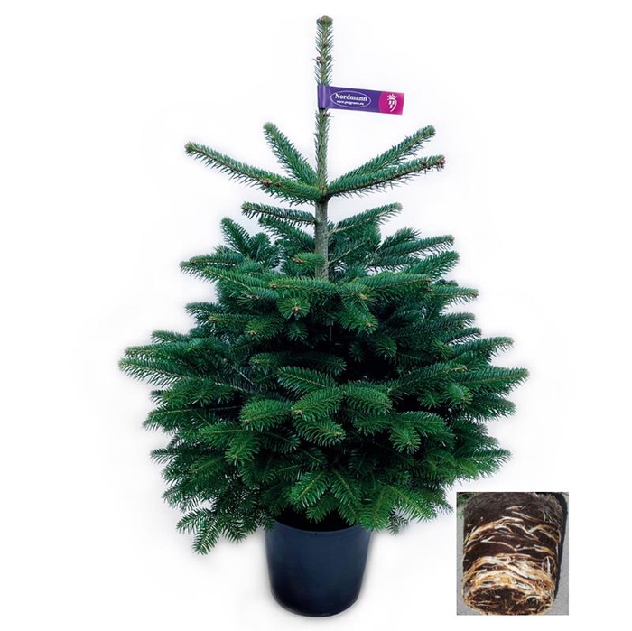 <h4>ABIES NORDMANNIANA bomen P27,5</h4>