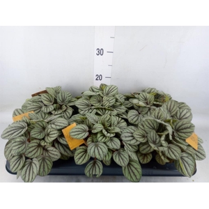 Peperomia