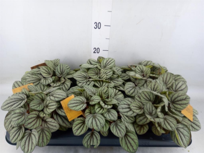 <h4>Peperomia</h4>