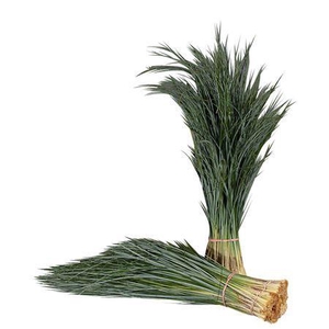 Xerophyllum tenax Beargrass per bos
