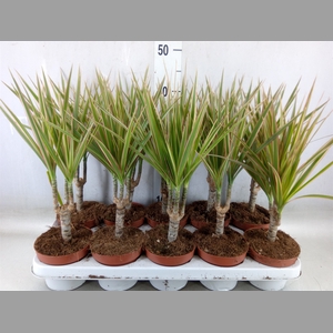 Dracaena marg. 'Bicolor'