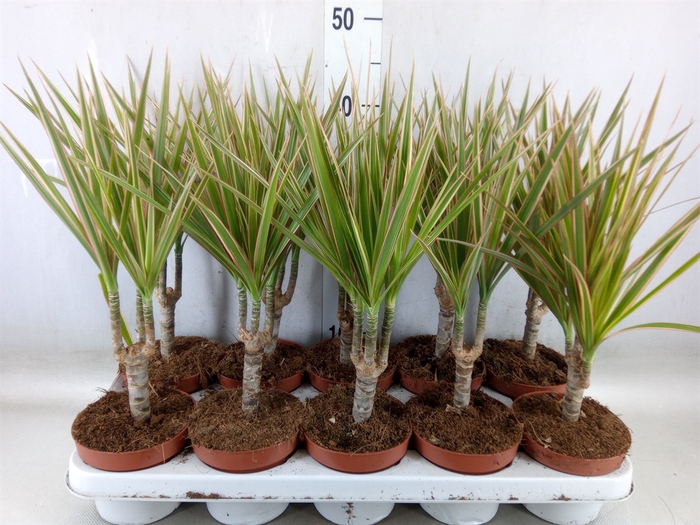 <h4>Dracaena marg. 'Bicolor'</h4>