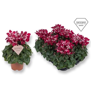 Cyclamen persicum kleinbloemig Super Serie Angels