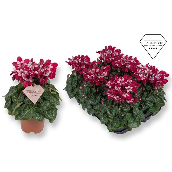 <h4>Cyclamen persicum kleinbloemig Super Serie Angels</h4>