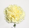 Dianthus St Rodas Creme