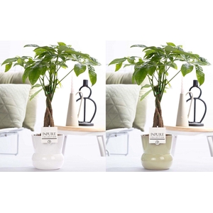 Pachira Aquatica in P&PURE Plant Vase Maxima ass. 2