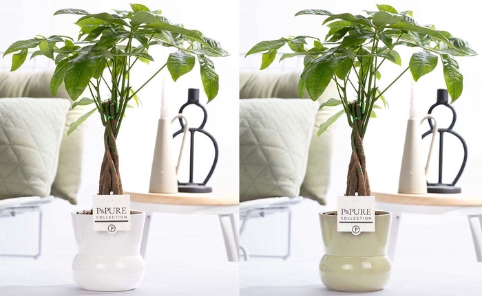 <h4>Pachira Aquatica in P&PURE Plant Vase Maxima ass. 2</h4>