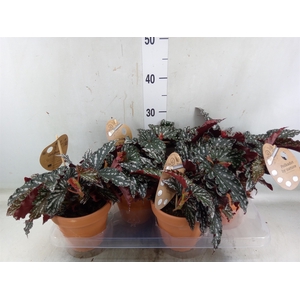 Begonia BD mac. 'Spotlight Dark'