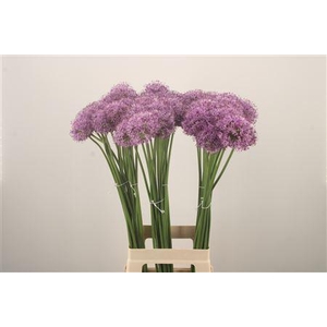 Allium Gladiator
