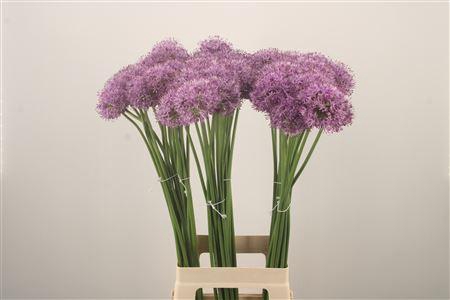 <h4>Allium Gladiator</h4>