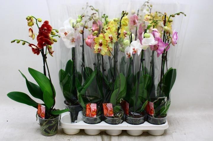 <h4>PHAL GEM 7 KL</h4>