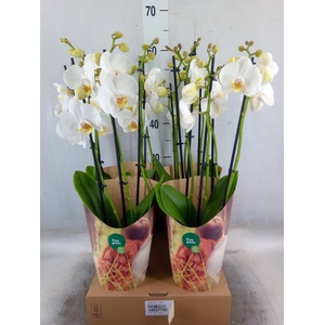 Phalaenopsis   ...white