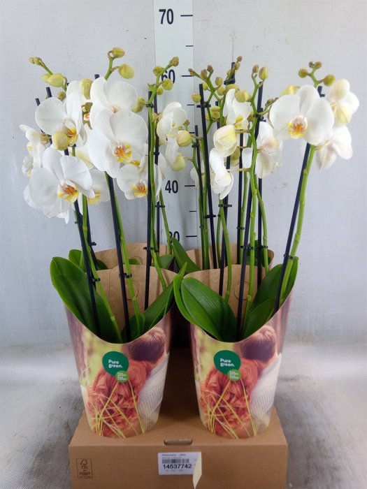 <h4>Phalaenopsis   ...white</h4>