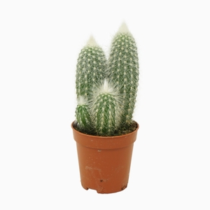 Cleistocactus strausii