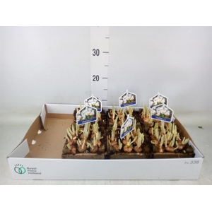 Arr.   Bol/Knolgewas L%