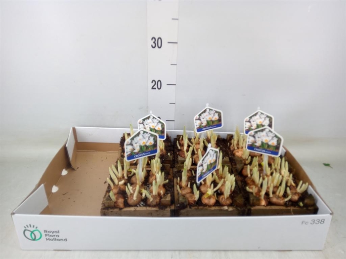 <h4>Arr.   Bol/Knolgewas L%</h4>