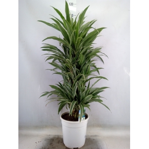 Dracaena