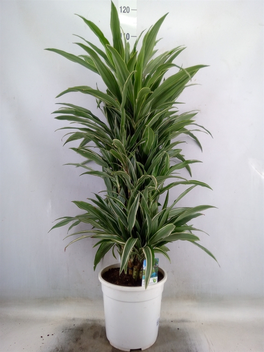 <h4>Dracaena</h4>