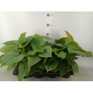 Homalomena rubescens 'Maggy'