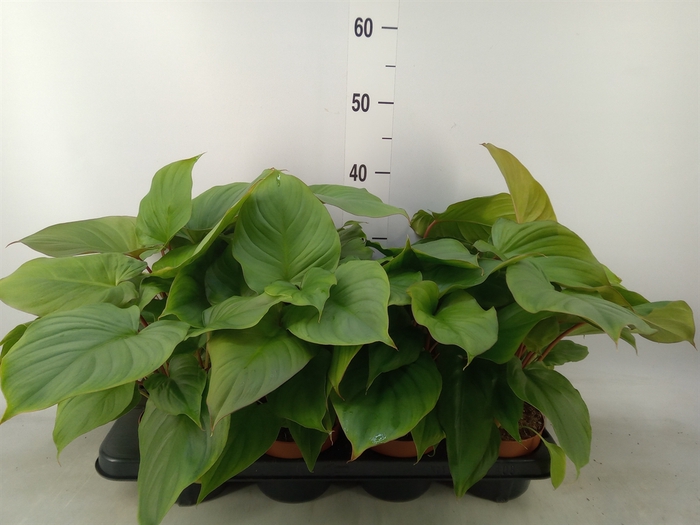 <h4>Homalomena rubescens 'Maggy'</h4>