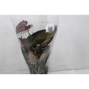 ANTHURIUM GIANT CHOCOLATE P17