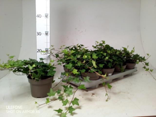 <h4>HED HE PITTSBURGH</h4>