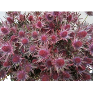 Eryn Orion Dark Cerise L50