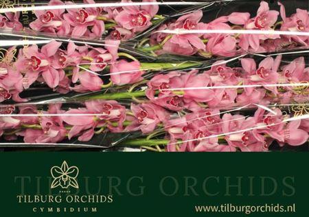 <h4>Cymb T Fireglow</h4>